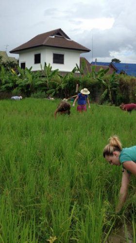 Helping Harvest Rice in Thailand